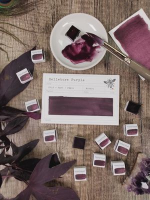 Hellebore Purple