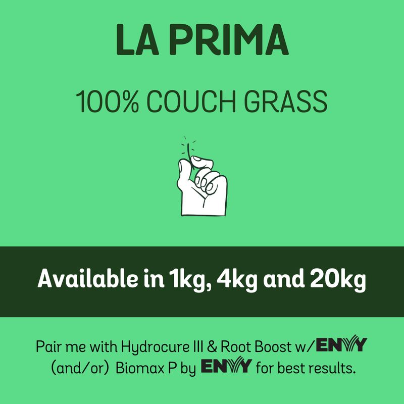 La Prima 100% Couch Grass Seed