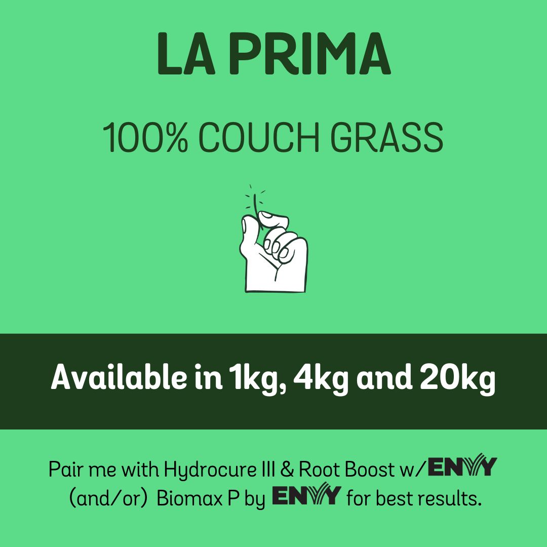 La Prima 100% Couch Grass Seed, Size: 1kg