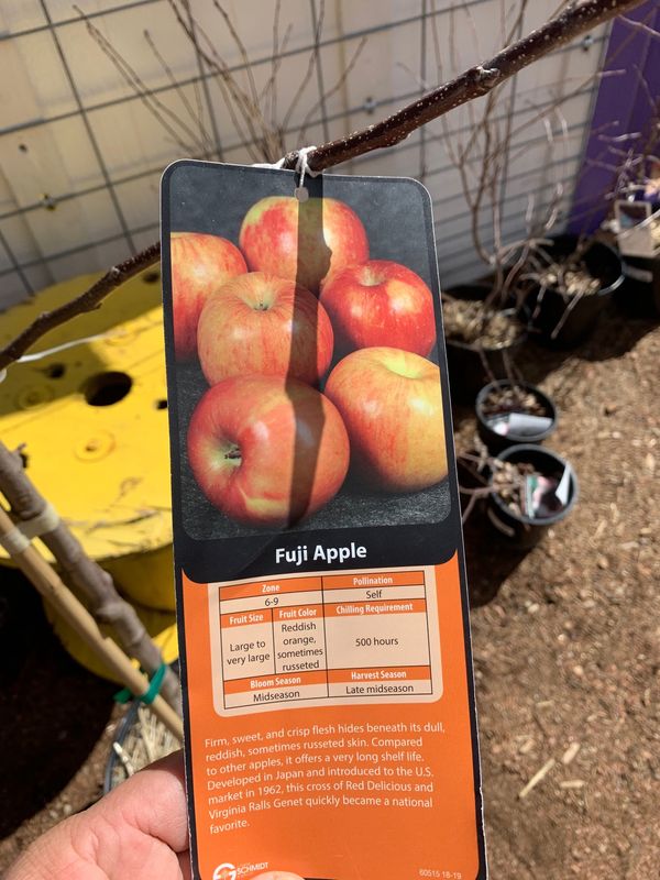 Apple Fuji Tree #7