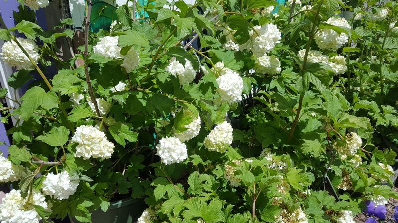 Snowball Bush #2 MON