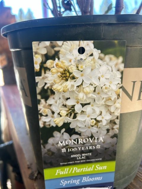 Lilac Angel White #2 MON