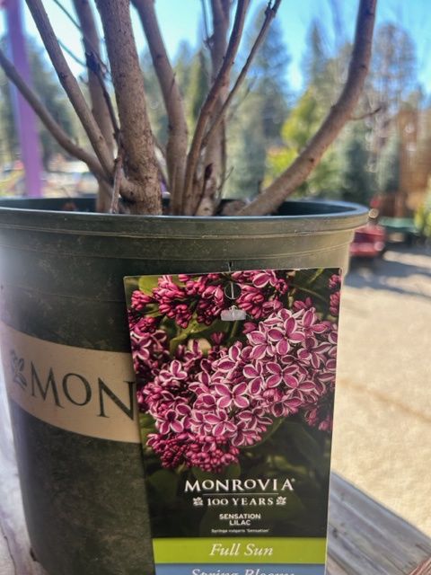 Lilac Sensation #2 MON