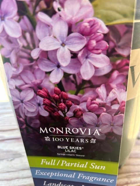 Lilac Blue Skies #2 MON