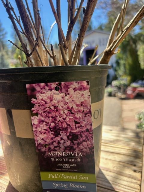 Lilac Lavender Lady #2 MON