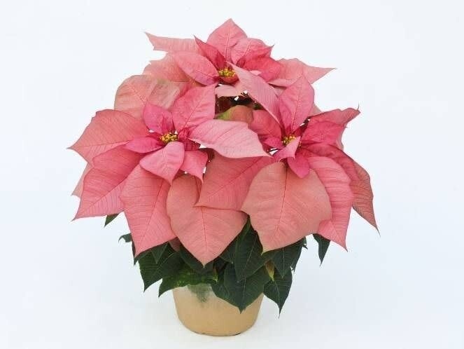Poinsettia 6&quot;, Color: Pink, Price: 1 FOR $10.00