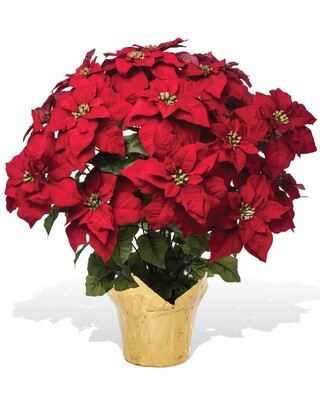 Poinsettia 6"