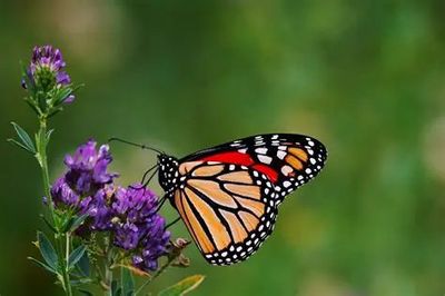 Memorial Butterfly Release 2026