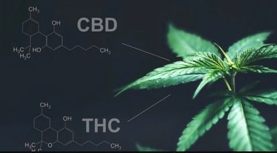 THC/CBD Edibles
