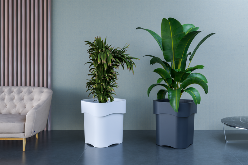 FLORA