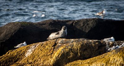 Arctic Whale Tour - Andenes