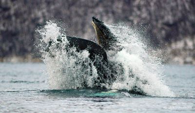 Arctic Whale Tour - Stø