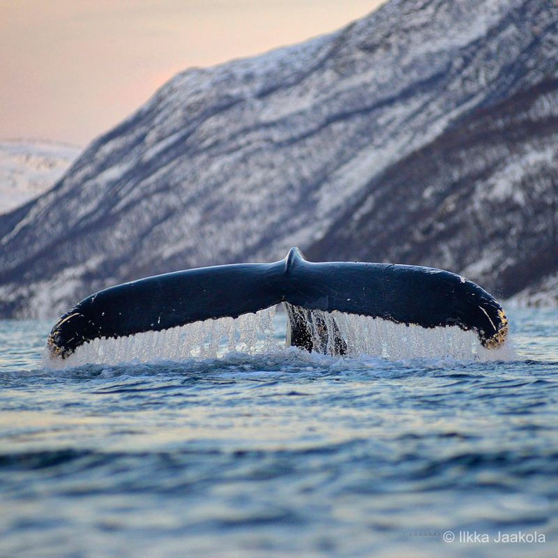 Arctic Whale Tour - Stø