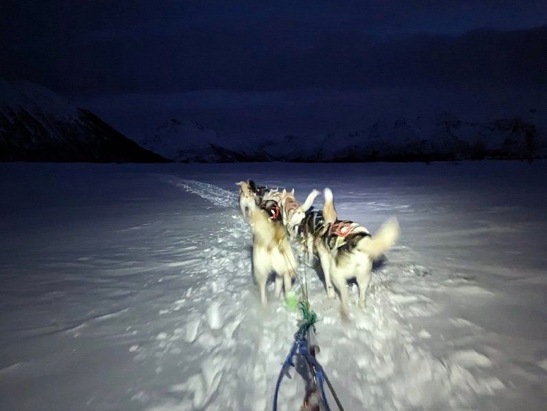 Dog Sledding in the Wilderness