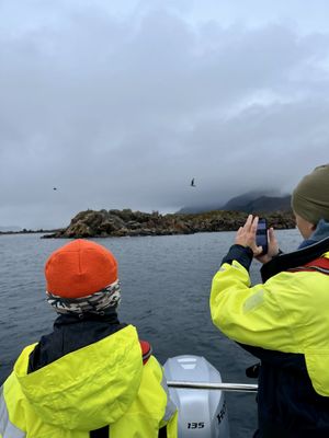 Ørne- og fjordsafari