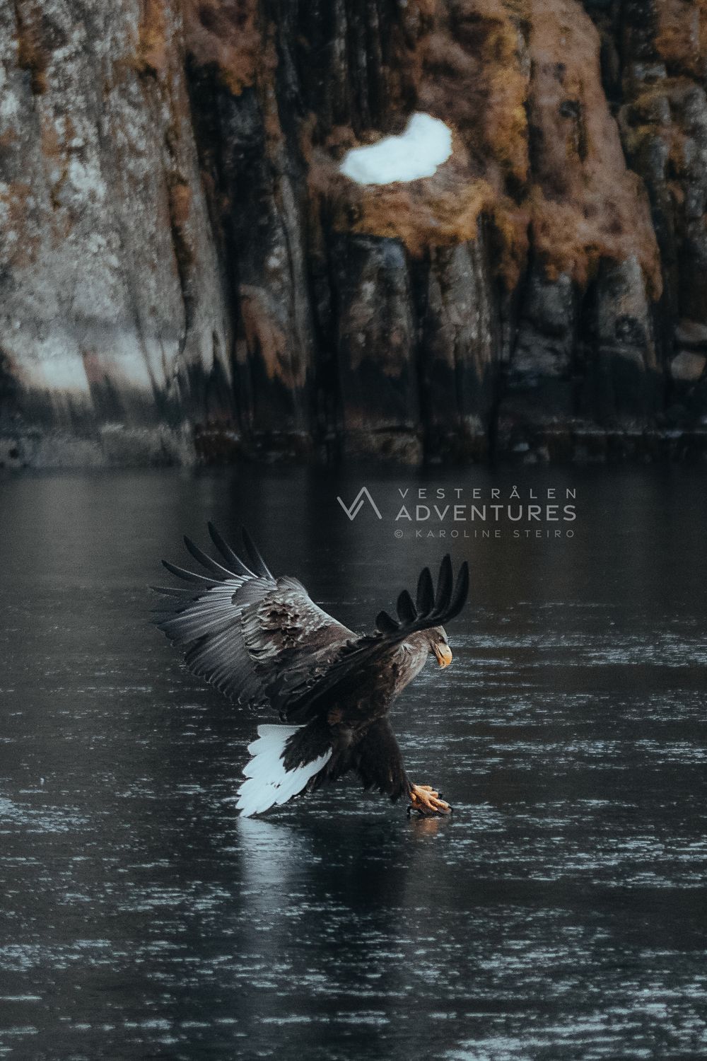 Sea Eagle Safari to Trollfjord with Vesterålen Adventures