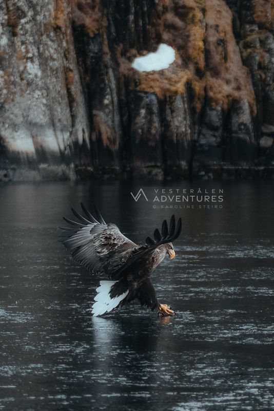 Sea Eagle Safari to Trollfjord with Vesterålen Adventures