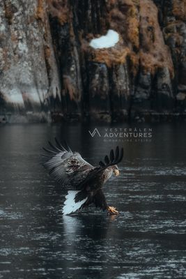 Fjord- og Havørnsafari fra Vesterålen Adventures
