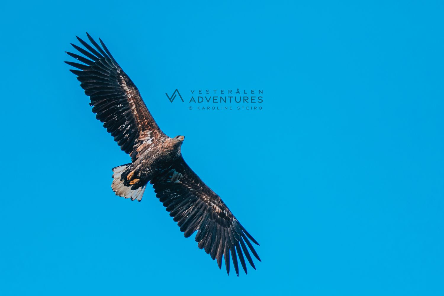 ​峡湾与海雕探险之旅 - 由Vesterålen Adventures提供
