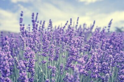 LES ANTI-DOULEURS DE SOURCE NATURELLE





Certaines huiles essentielles sont connues depuis l'Antiquité pour leurs vertus anti-douleurs naturelles

Elles nous offrent une approche unique nous permettant d'améliorer

la qualité de la vie : les douleurs engendrent bien des fois colère et anxiété

L'action synergique des huiles essentielles contenues dans l'huile de Sport peut être d'un excellent secours