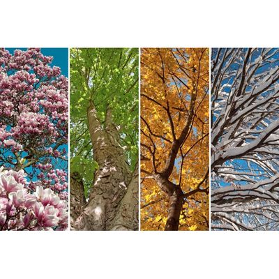 Seasonal Blanks
