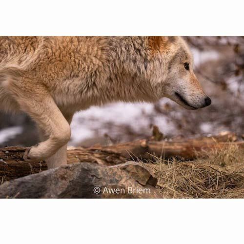 Matted Print - Blackstone on the Move