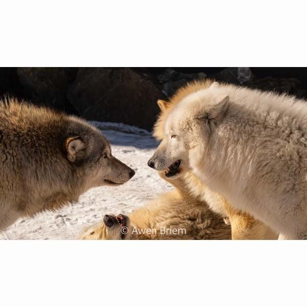 Matted Print - Grayson &amp; Rieka Faceoff