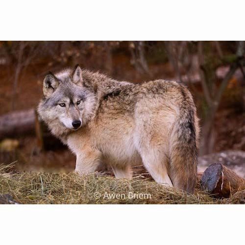 Matted Print - Rieka Discernment
