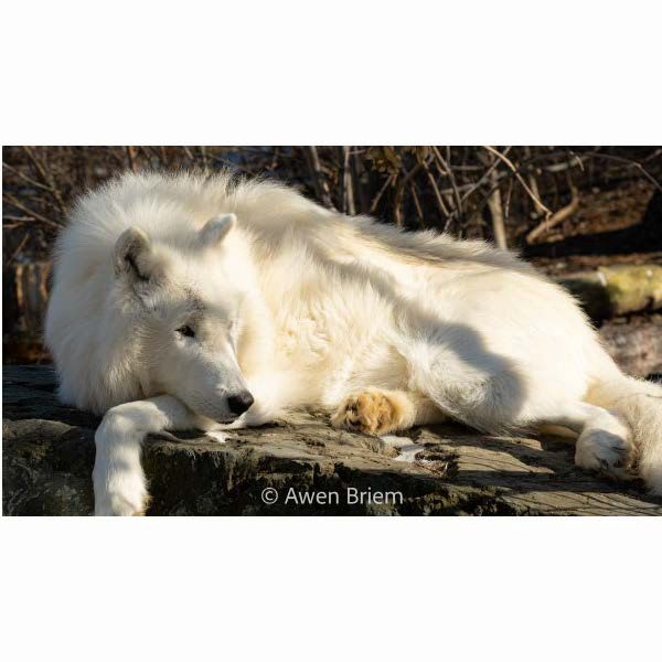 Wood Print - Axel Greeting Rock Resting
