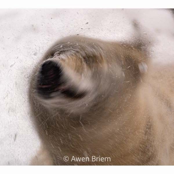 Wood Print - Caz Snow Shake