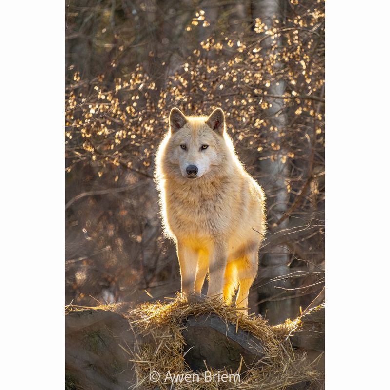 Unmatted Print - Blackstone Halo