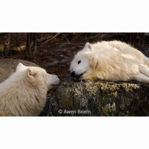 Unmatted Print - Grayson &amp; Axel Littermates