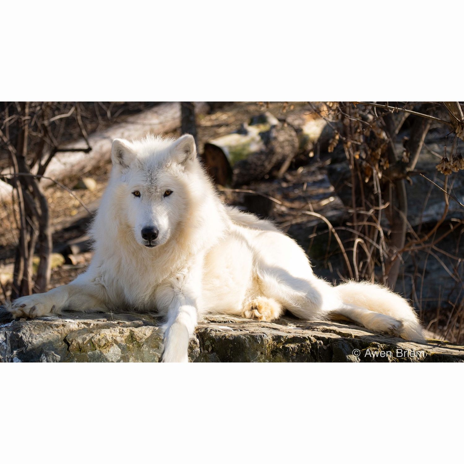 Wood Print - Axel Greeting Rock