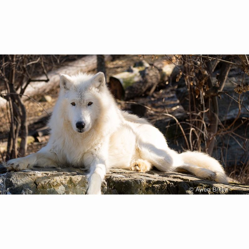 Wood Print - Axel Greeting Rock