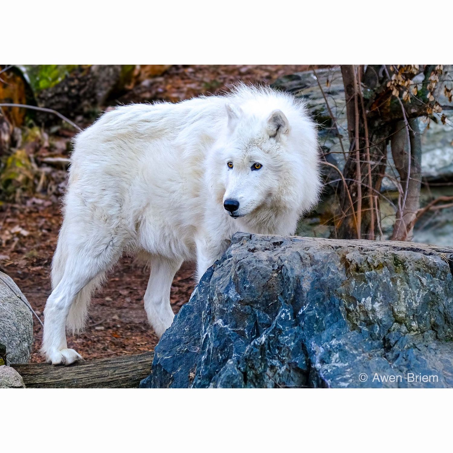 Matted Print - Axel Presence