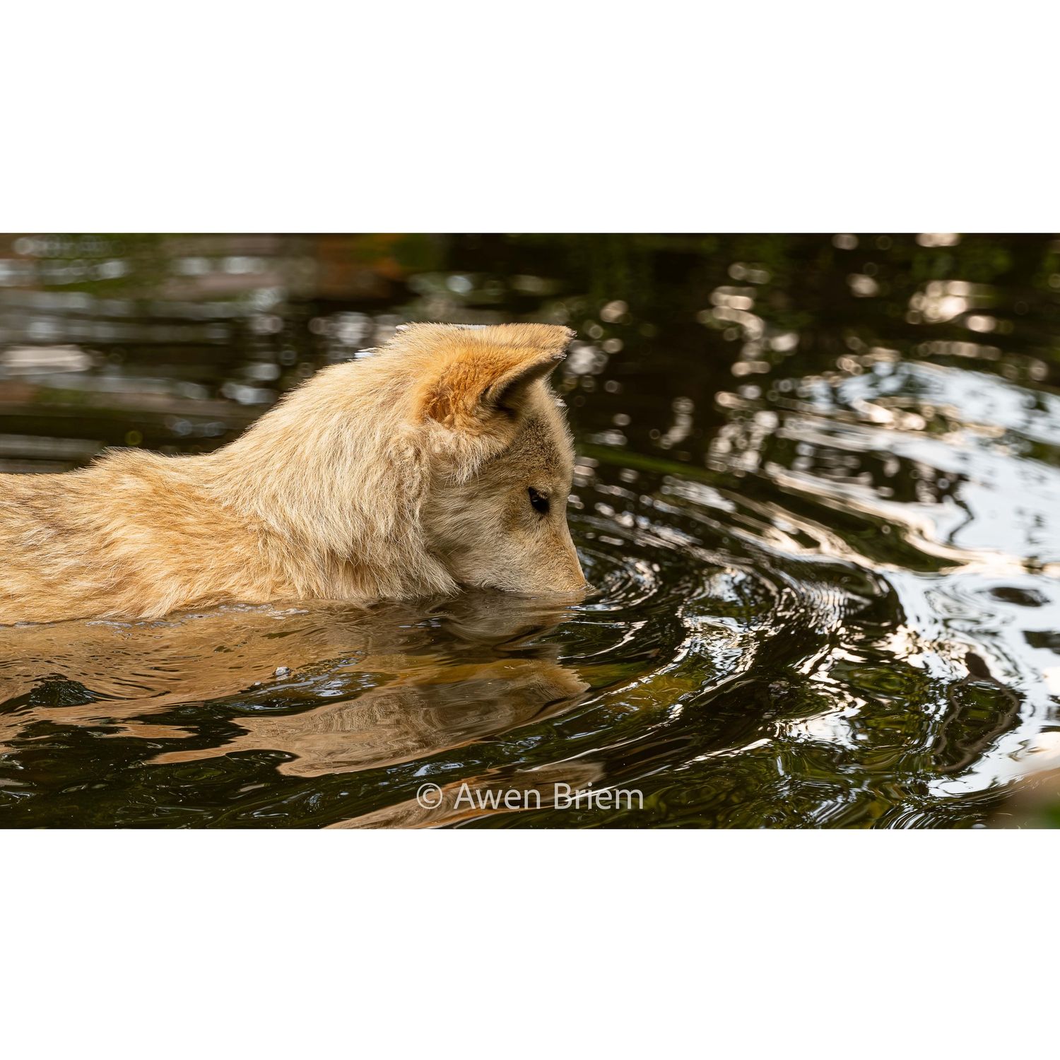 Unmatted Print - Blackstone Deer Leg in Water