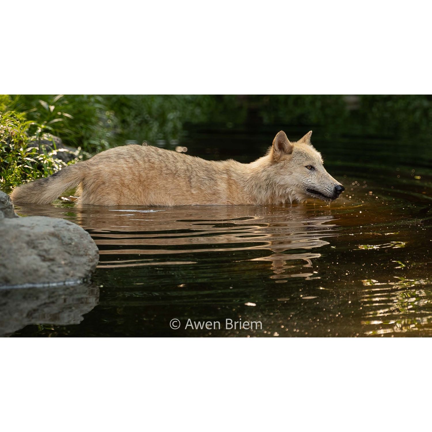Unmatted Print - Caz Cooling off in Pond