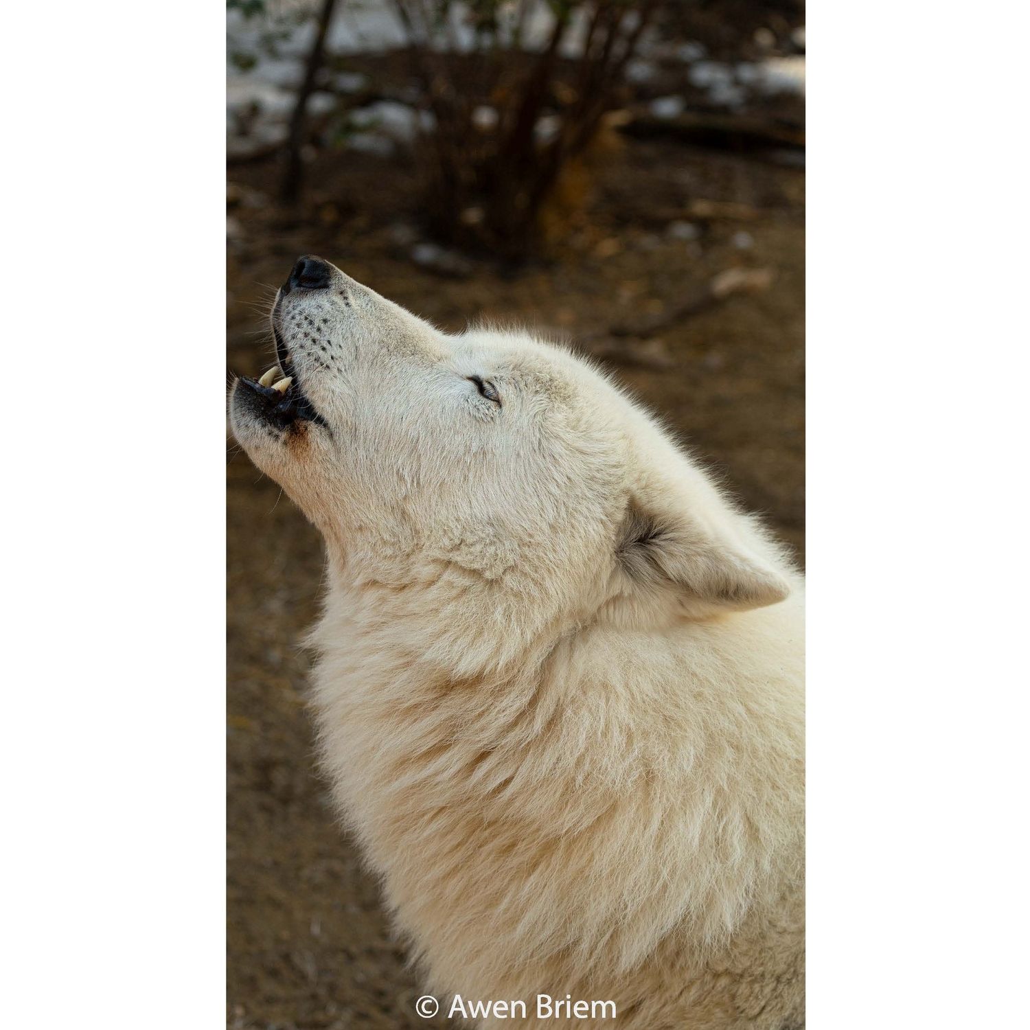 Unmatted Print - Grayson Howling