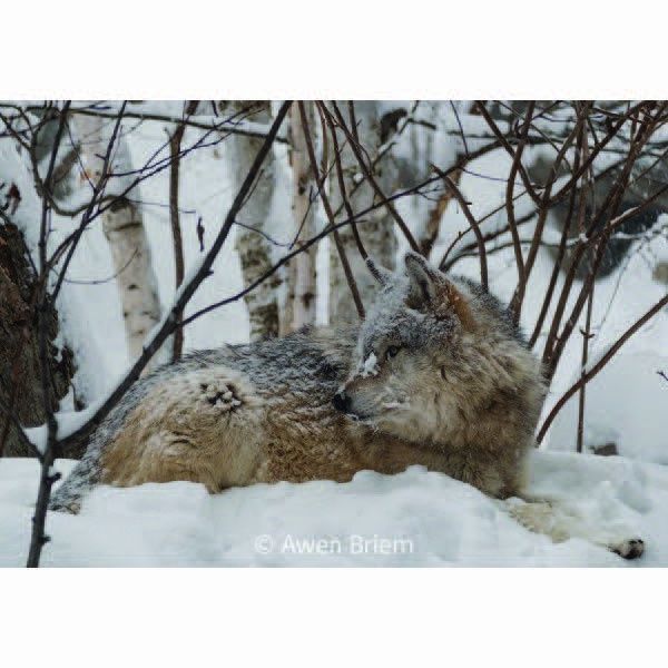 Unmatted Print - Rieka Snow Face