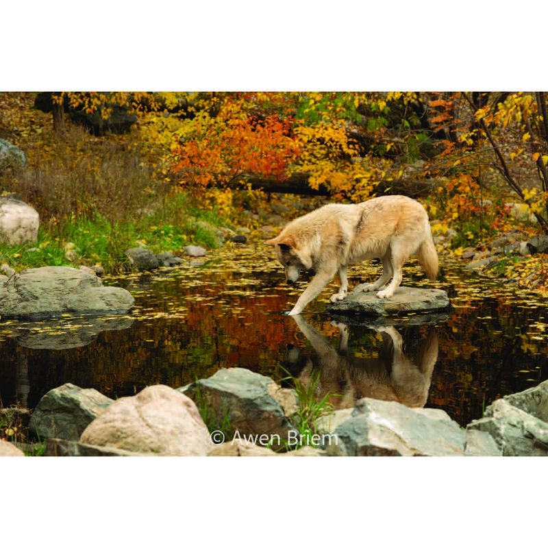 Matted Print - Blackstone Paw Reflection