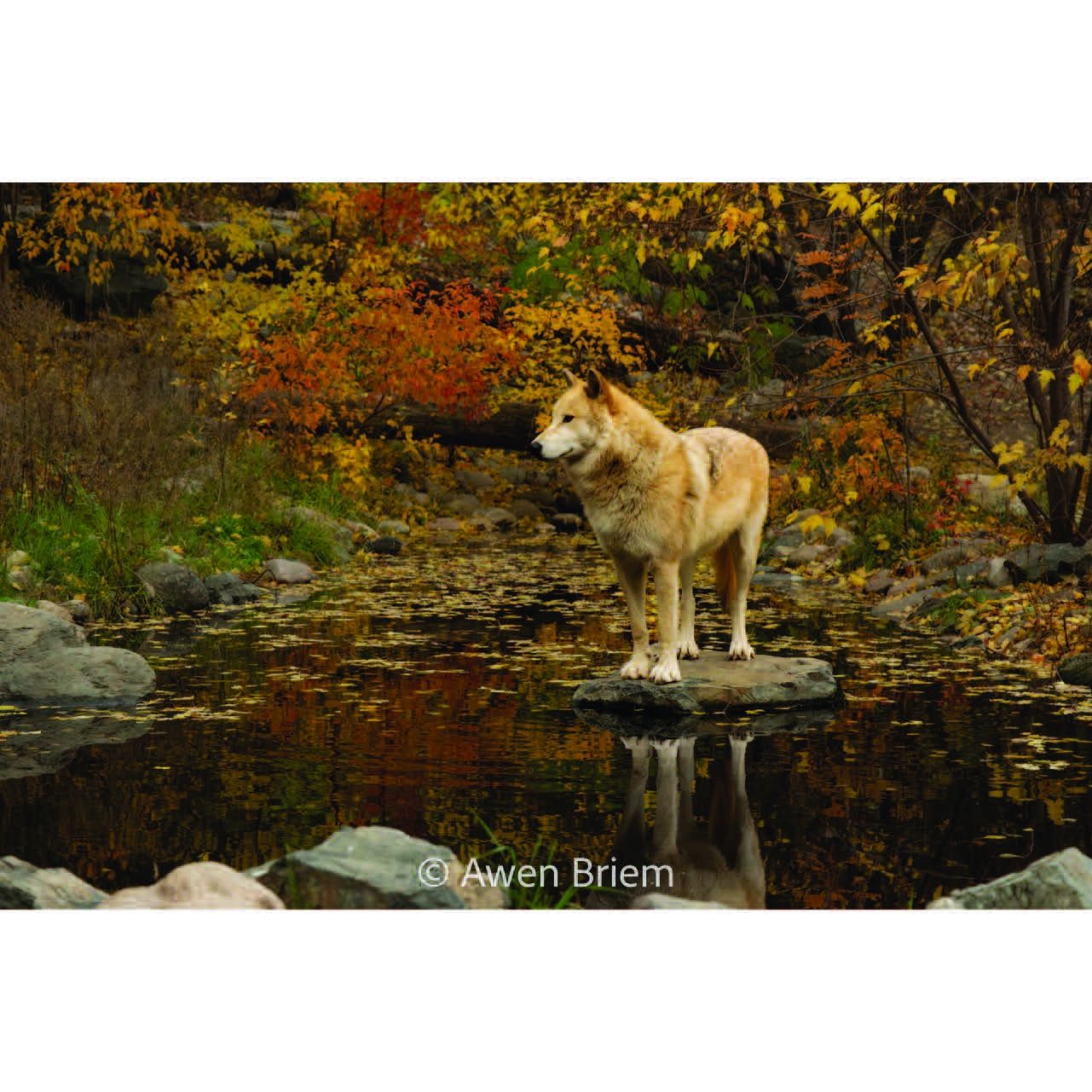 Unmatted Print - Blackstone Autumn