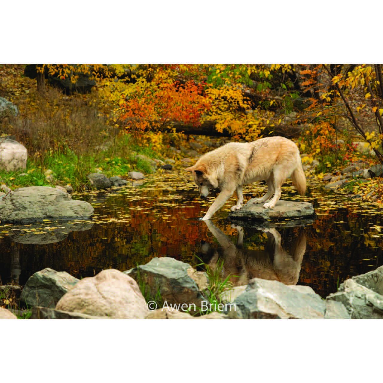 Unmatted Print - Blackstone Paw Reflection