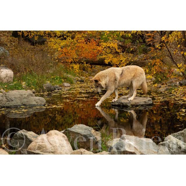Wood Print - Blackstone Paw Reflection