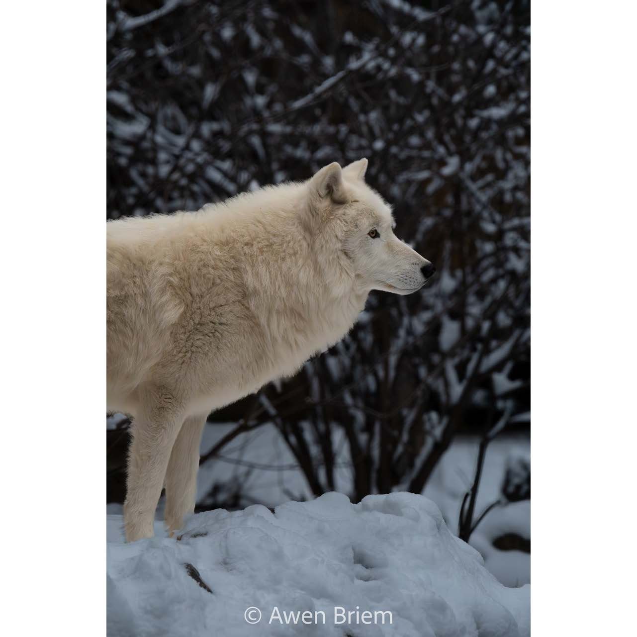 Wood Print - Grayson Sentry