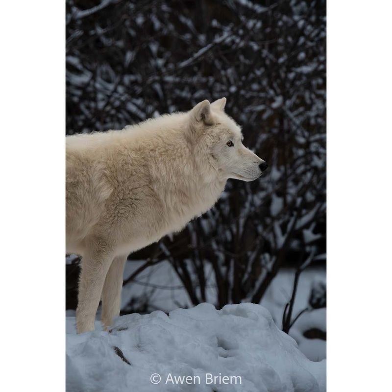 Matted Print - Grayson Sentry