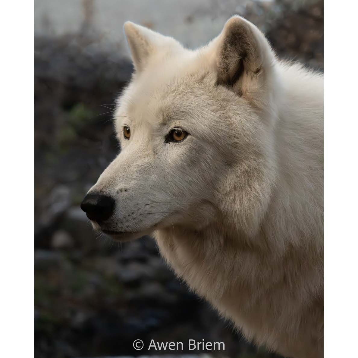 Unmatted Print - Grayson Benevolent Leader
