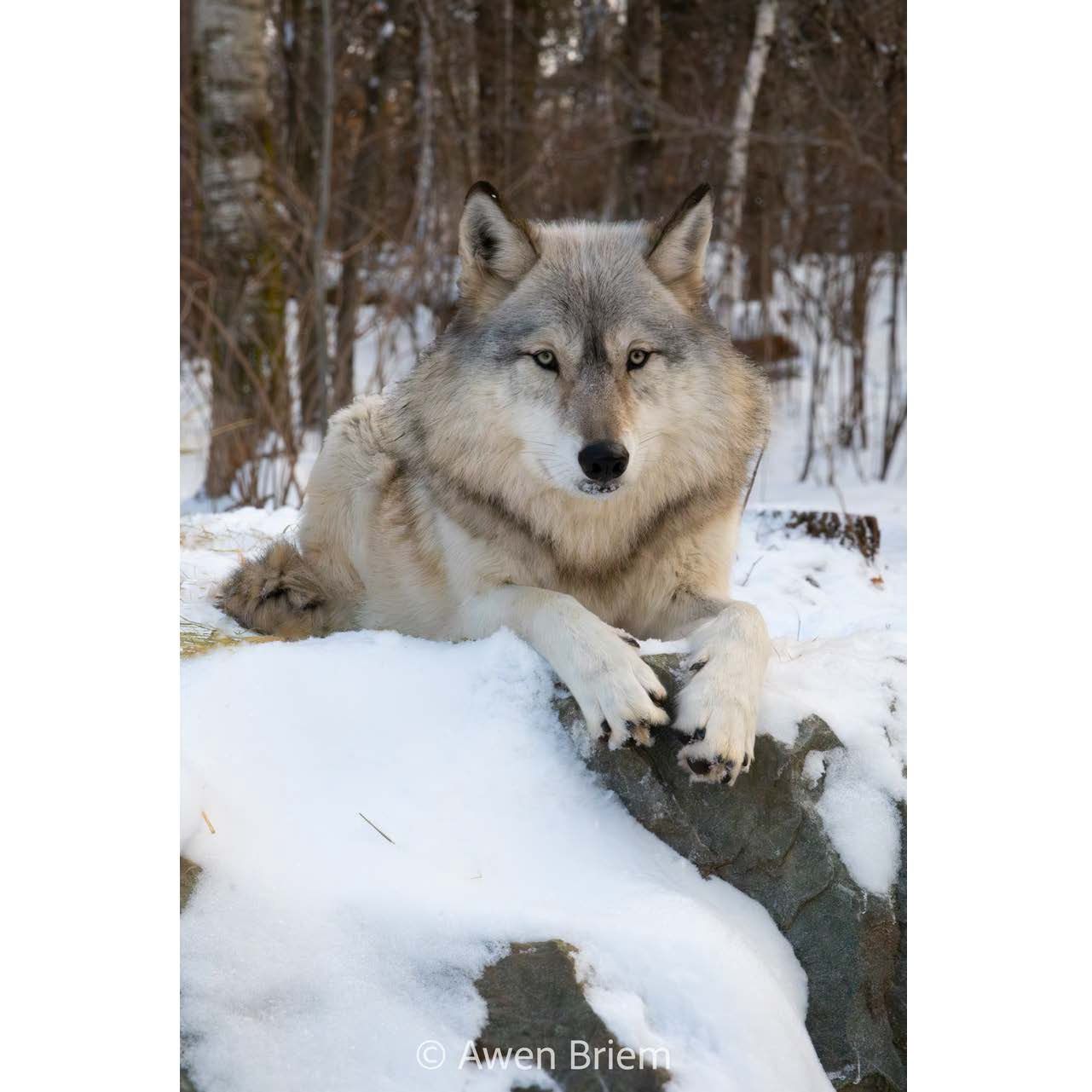 Unmatted Print - Rieka Den