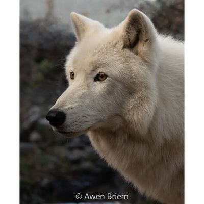 Matted Print - Grayson Benevolent Leader
