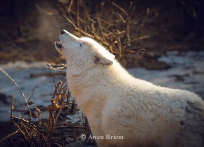 Our Wolves