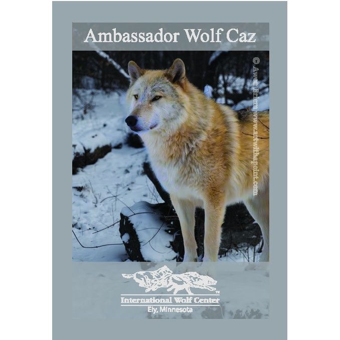 Ambassador Magnet, Wolf: Caz